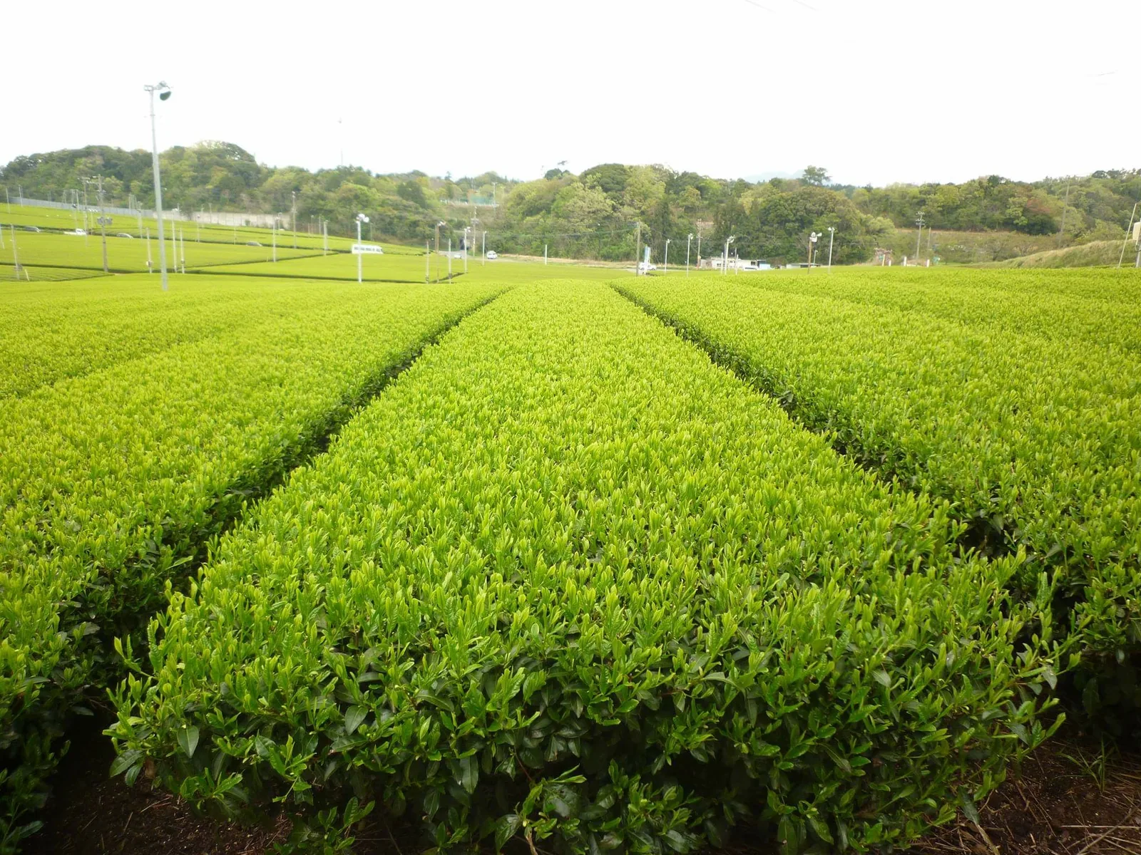 新芽がそろった茶畑の畝