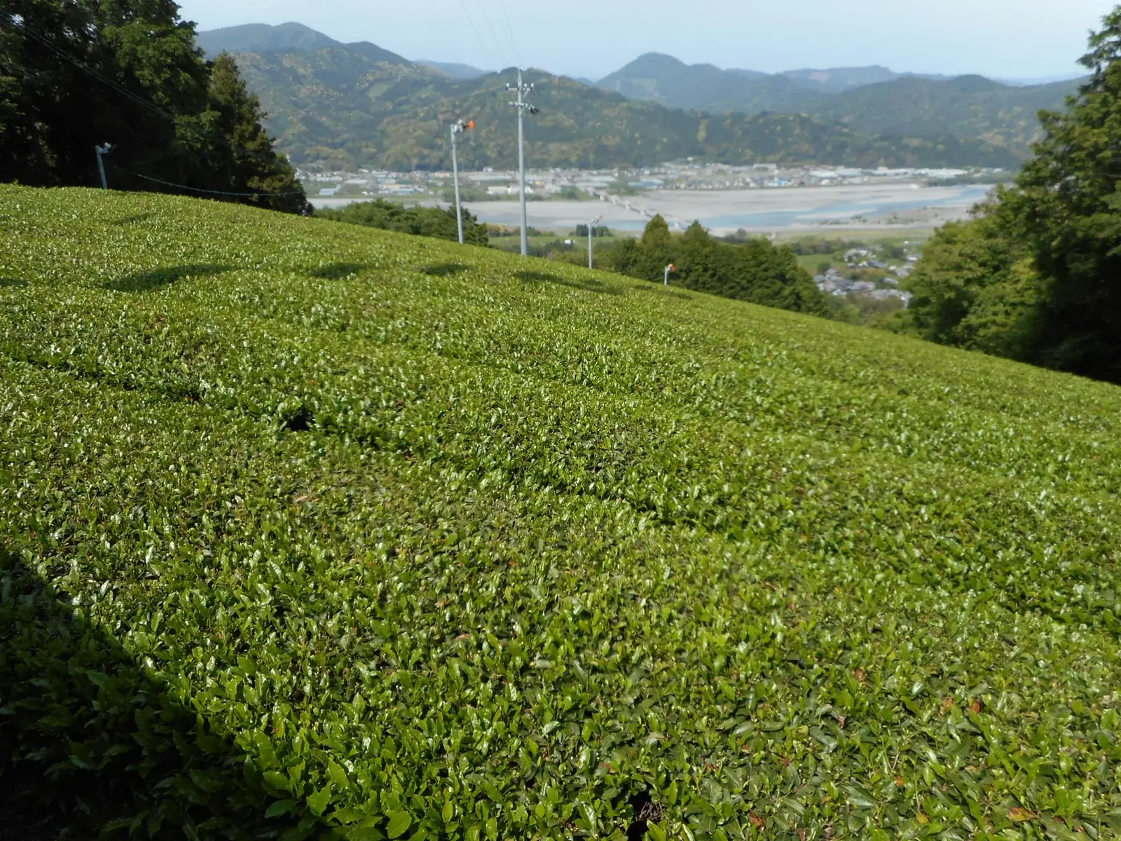 山あいに広がる、菊川の茶畑