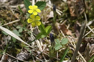 茶草場農法の畑に咲くリンドウのつぼみ