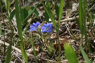 茶草場農法の茶畑に咲くリンドウの花