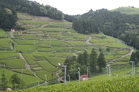 山あいの斜面に広がる茶畑